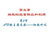 高中生物第一册 《第3节 细胞呼吸的原理和应用》获奖说课课件