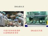 高中生物第一册 《第5节 核酸是遗传信息的携带者》名师优质课课件
