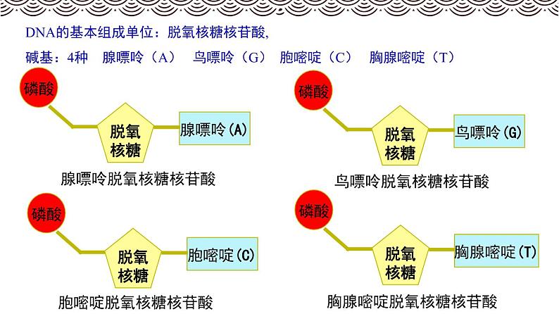 高中生物第一册 《第5节 核酸是遗传信息的携带者》集体备课课件07