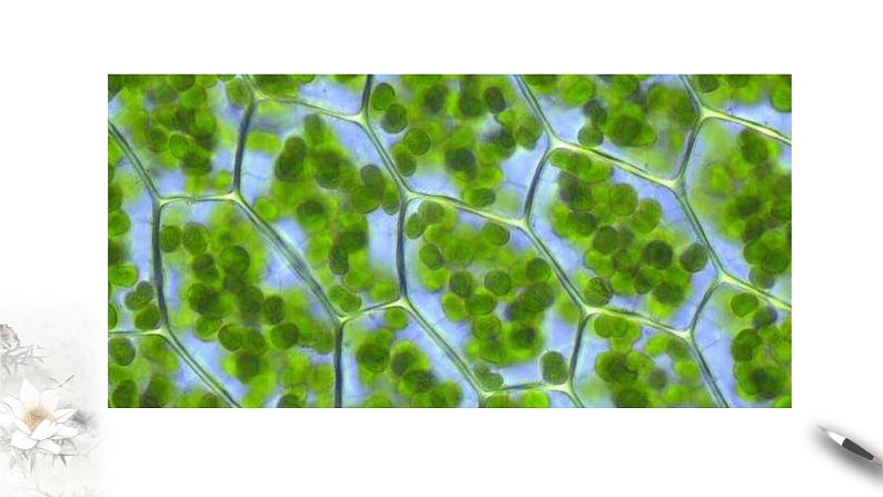 高中生物第一册 1 2 1 细胞的多样性和统一性 课件第5页