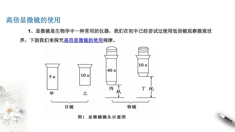 高中生物第一册 1 2 1 细胞的多样性和统一性 课件第6页