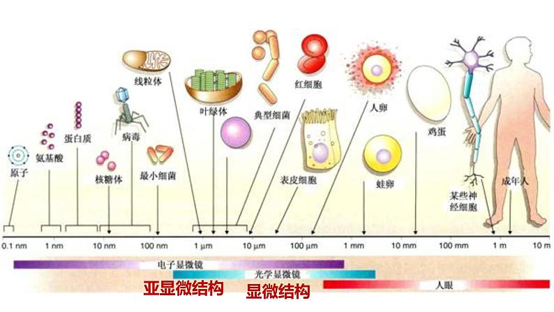 高中生物第一册 1 2细胞的多样性和统一性 课件第2页