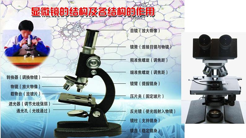 高中生物第一册 1 2细胞的多样性和统一性 课件第3页