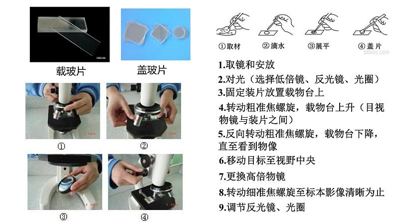 高中生物第一册 1 2细胞的多样性和统一性 课件第4页