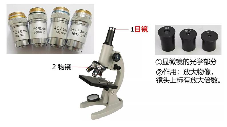 高中生物第一册 1 2细胞的多样性和统一性 课件第5页