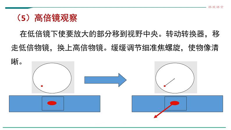 高中生物第一册 1 2细胞的多样性和统一性课件第7页