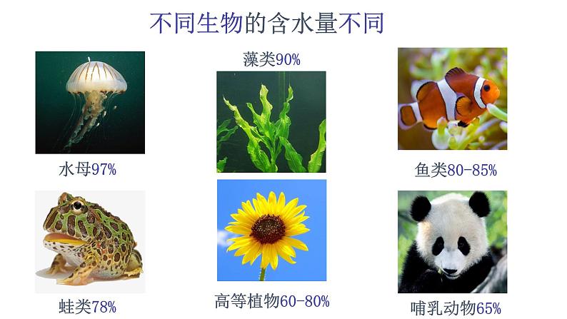 高中生物第一册 2 2 细胞中的无机物 课件 （思维导图）05