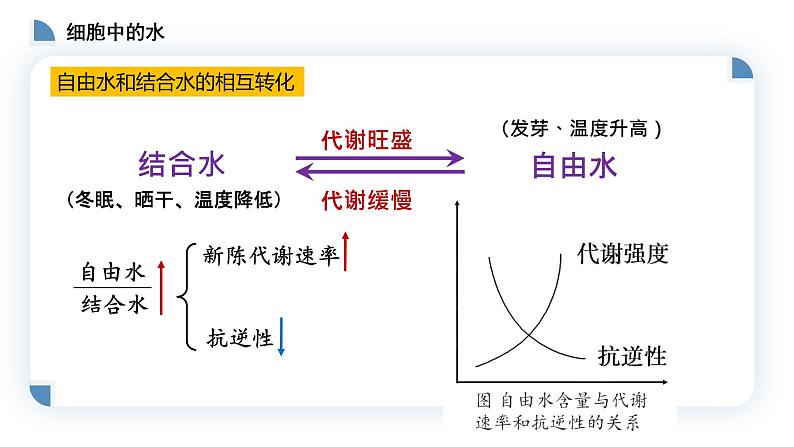 高中生物第一册 2 2细胞中的无机物 课件-2021-2022学年第8页