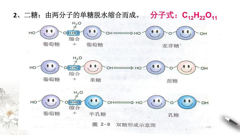 高中生物第一册 2 3 细胞中的糖类和脂质 课件07