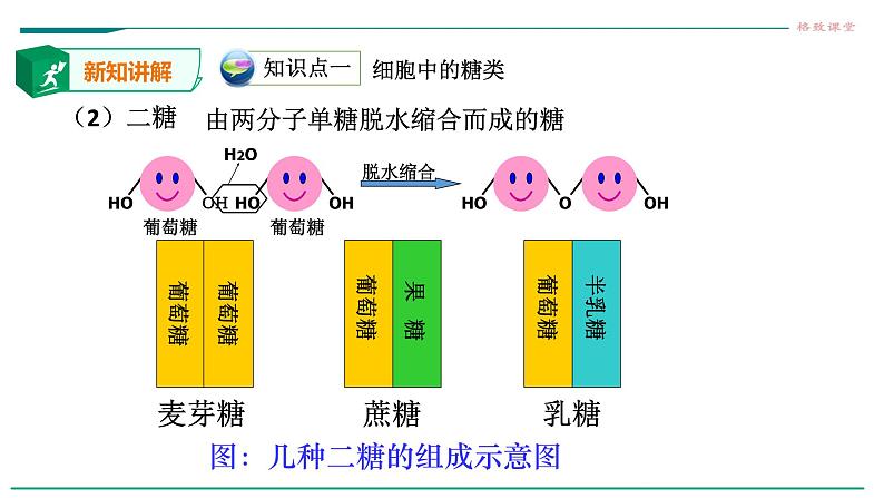 高中生物第一册 2 3细胞中的糖类和脂质课件PPT第7页