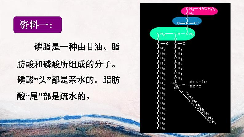 高中生物第一册 《第1节 细胞膜的结构和功能》获奖说课课件第3页