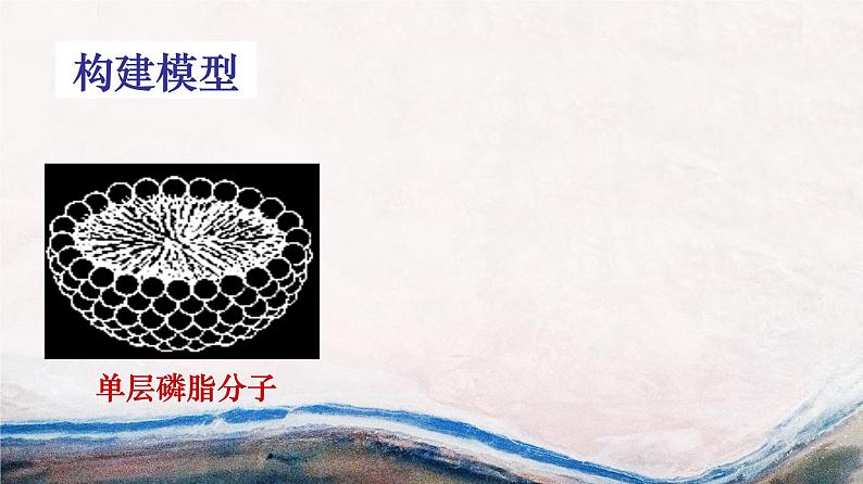 高中生物第一册 《第1节 细胞膜的结构和功能》获奖说课课件第5页