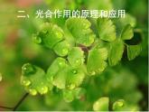 高中生物第一册 《二 光合作用的原理和应用》集体备课课件