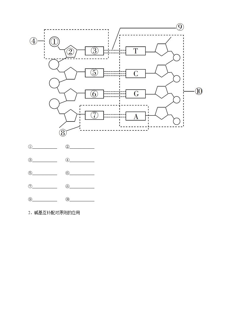 高中生物第二册 3 2 DNA的结构 导学案遗传与进化03
