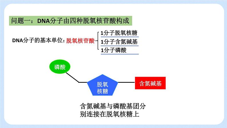 1.2 DNA分子的结构（第二节）课件+教案03