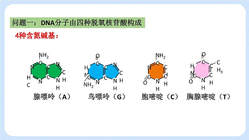 1.2 DNA分子的结构（第二节）课件+教案04