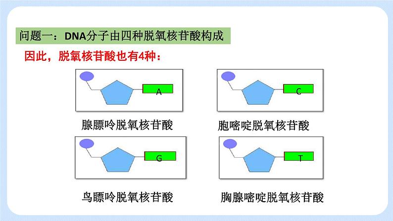 1.2 DNA分子的结构（第二节）课件+教案05