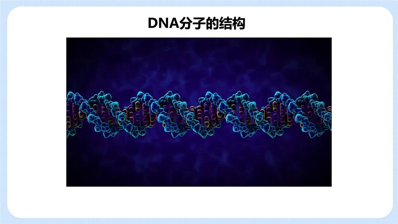 1.2 DNA的结构 课件+教案+素材03