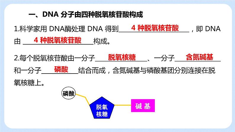 1.2 DNA的结构 课件+教案+素材05