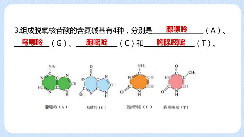 1.2 DNA的结构 课件+教案+素材06