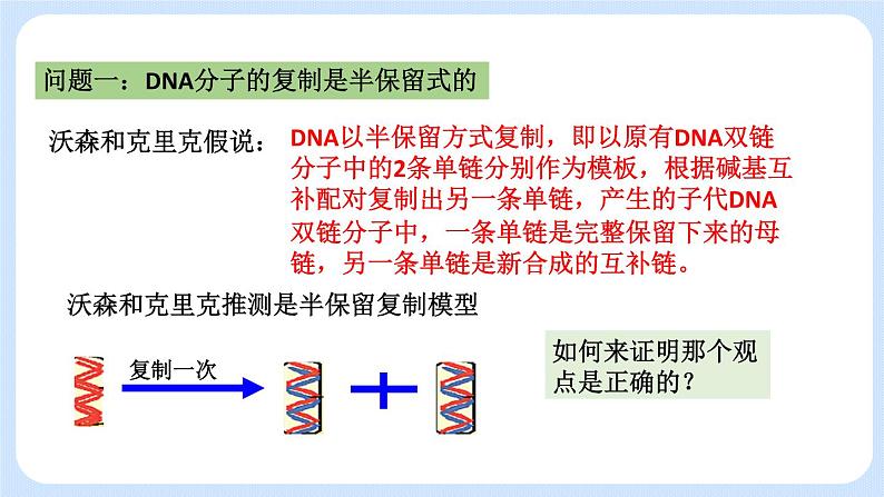 1.3 DNA分子的复制 课件+教案+素材02