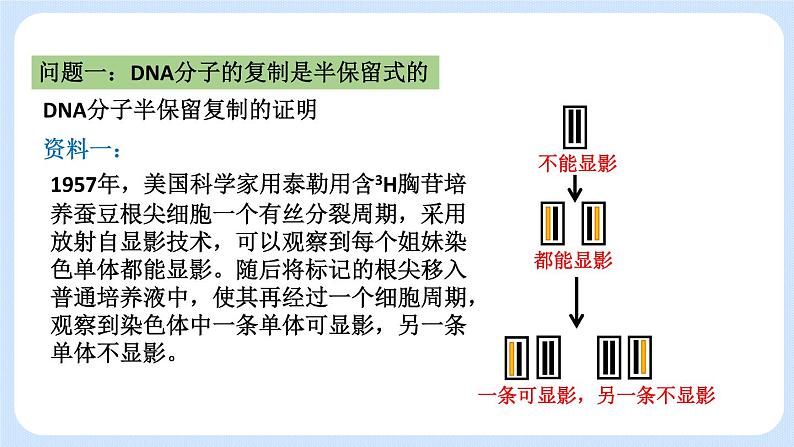 1.3 DNA分子的复制 课件+教案+素材03