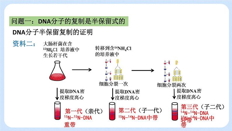 1.3 DNA分子的复制 课件+教案+素材05