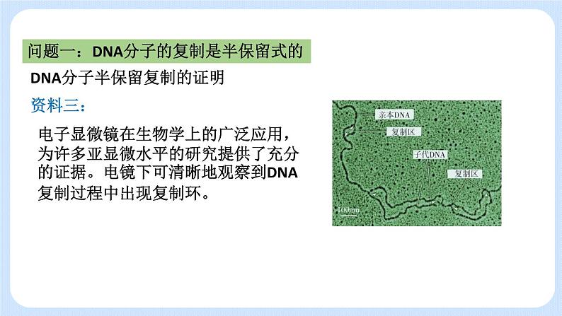 1.3 DNA分子的复制 课件+教案+素材06