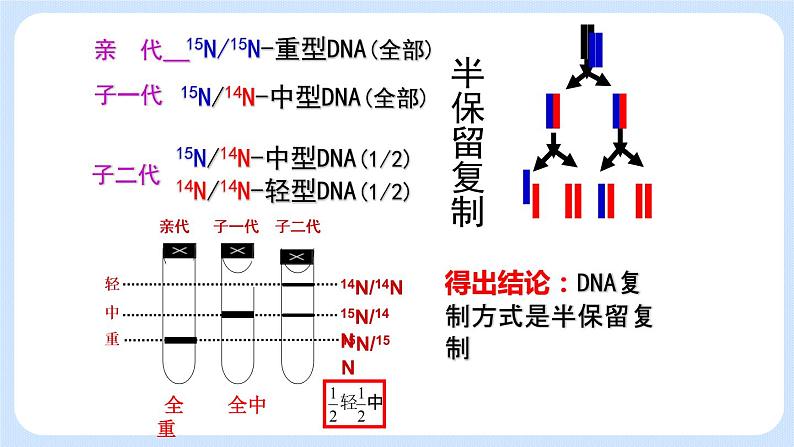 1.3 DNA的复制 课件+教案+素材08