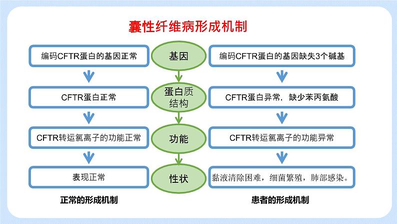 1.5 基因与性状的关系 课件+教案+素材07