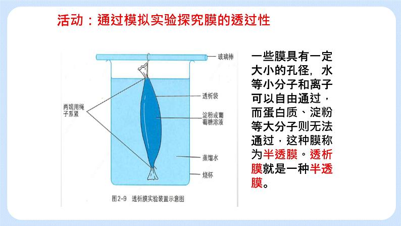 2.2细胞膜控制细胞与周围环境的联系 课件+学案03