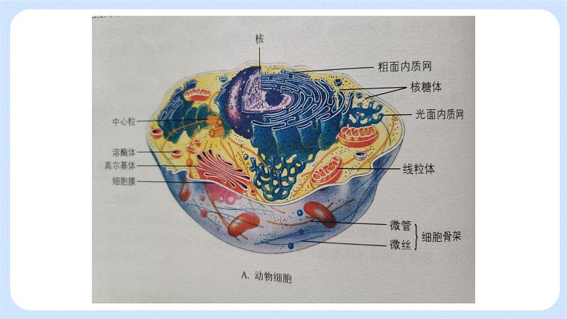 2.3细胞质是多项生命活动的场所细胞质中的细胞器 课件+学案04