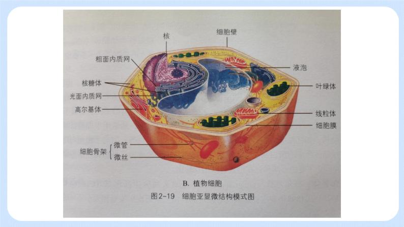 2.3细胞质是多项生命活动的场所细胞质中的细胞器 课件+学案05