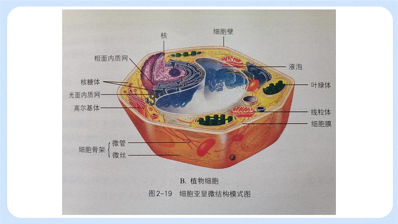 2.3细胞质是多项生命活动的场所细胞质中的细胞器 课件+学案05