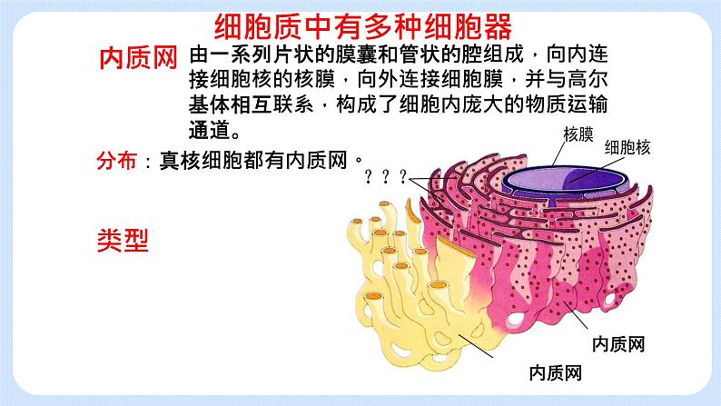 2.3细胞质是多项生命活动的场所细胞质中的细胞器 课件+学案07