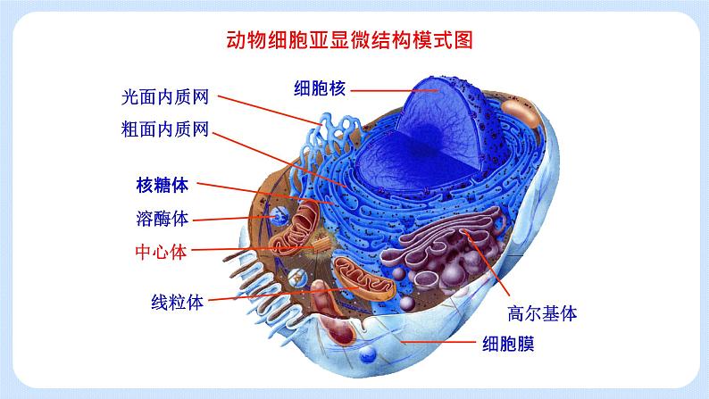 2.4细胞核是细胞生命活动的控制中心 课件+学案01