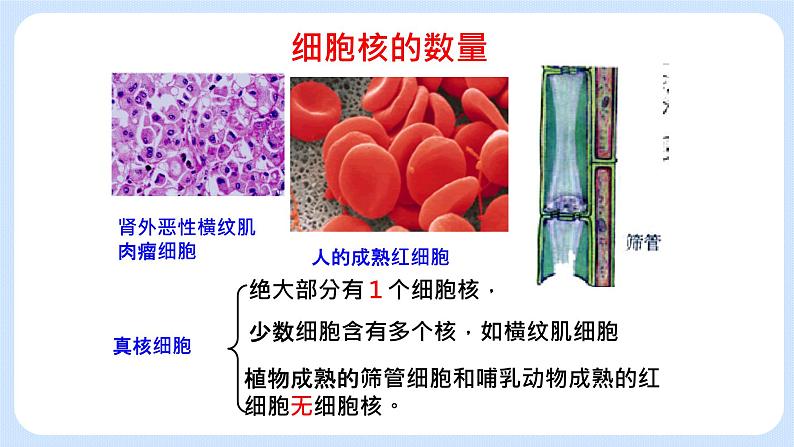 2.4细胞核是细胞生命活动的控制中心 课件+学案03