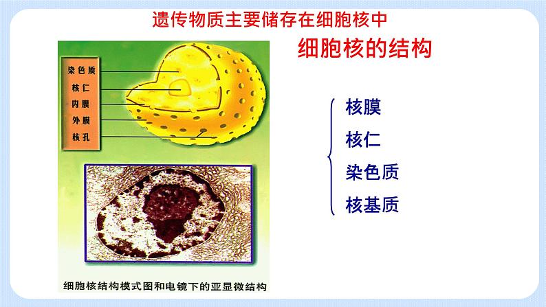 2.4细胞核是细胞生命活动的控制中心 课件+学案04