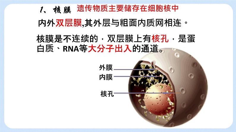 2.4细胞核是细胞生命活动的控制中心 课件+学案05