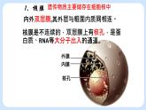 2.4细胞核是细胞生命活动的控制中心 课件+学案