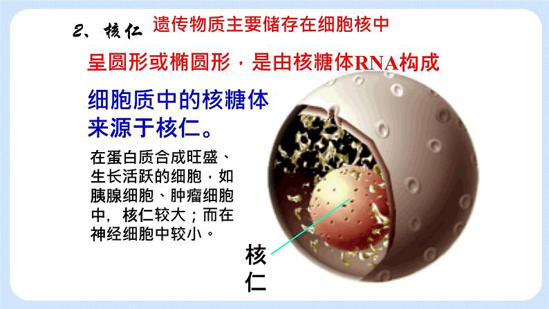 2.4细胞核是细胞生命活动的控制中心 课件+学案06