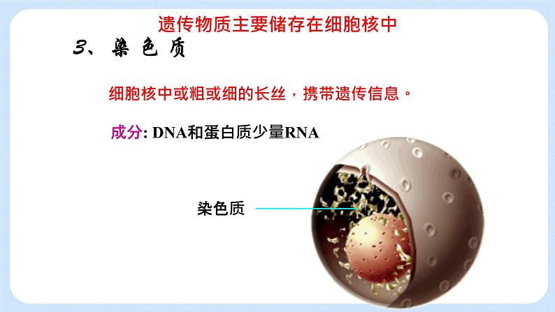 2.4细胞核是细胞生命活动的控制中心 课件+学案07