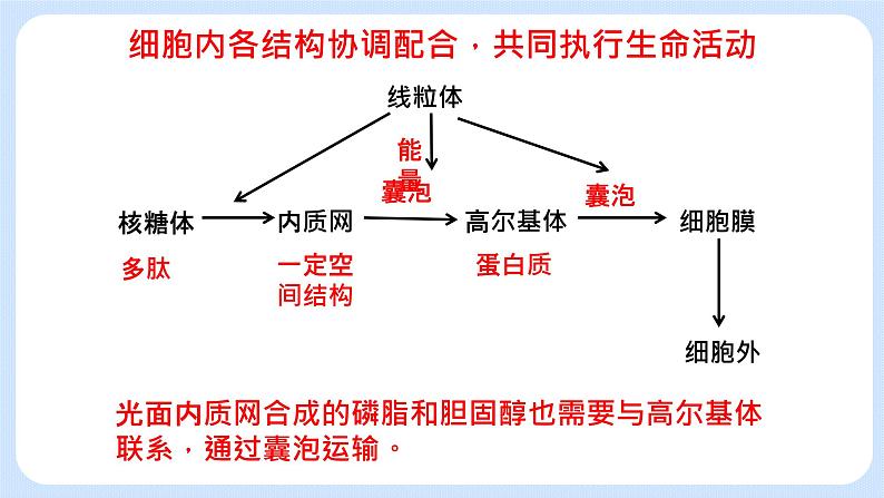 2.5细胞在结构和功能上是一个统一整体 课件+学案07