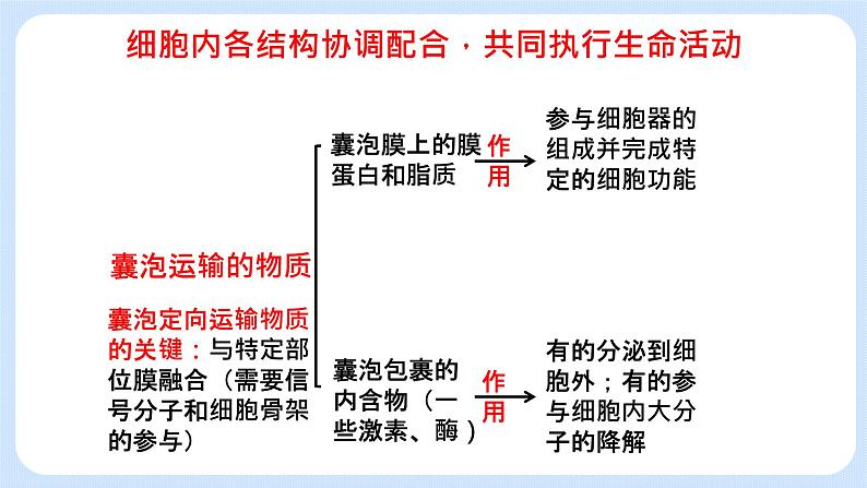 2.5细胞在结构和功能上是一个统一整体 课件+学案08