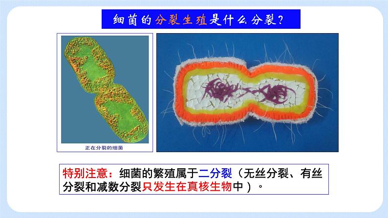 细胞通过分裂增殖 第一课时第6页