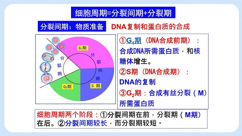 细胞通过分裂增殖 第一课时第8页