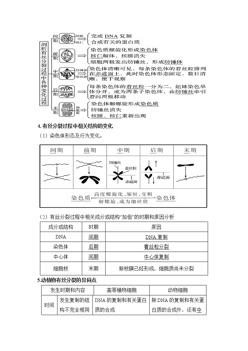 4.1+细胞通过分裂增殖+第二课时+染色体在有丝分裂过程中呈现规律性变化和癌细胞+学案浙科版（2019）高中生物必修一第3页