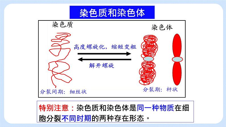 4.1细胞通过分裂增殖第二课时课件浙科版（2019）高中生物必修一 课件+学案02