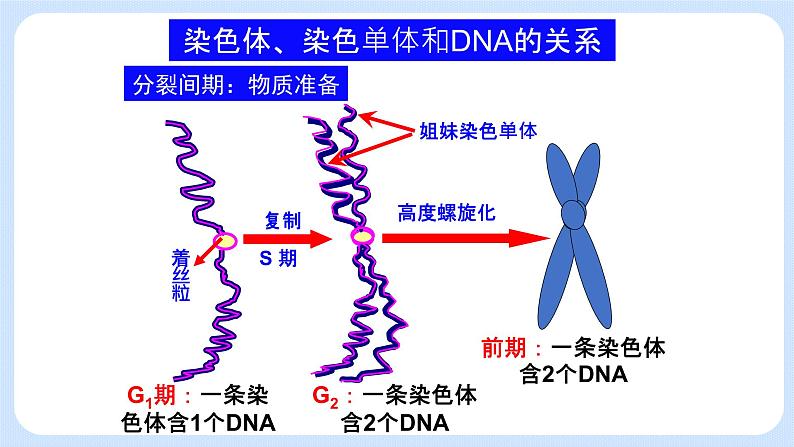 4.1细胞通过分裂增殖第二课时课件浙科版（2019）高中生物必修一 课件+学案03