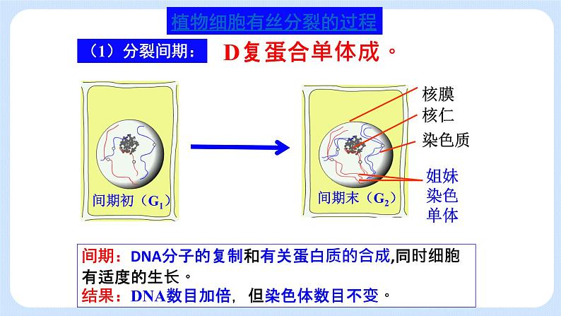 4.1细胞通过分裂增殖第二课时课件浙科版（2019）高中生物必修一 课件+学案04